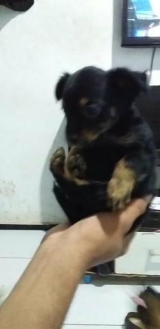 Vendo esses lindos filhotes de pincher zero - Foto 3