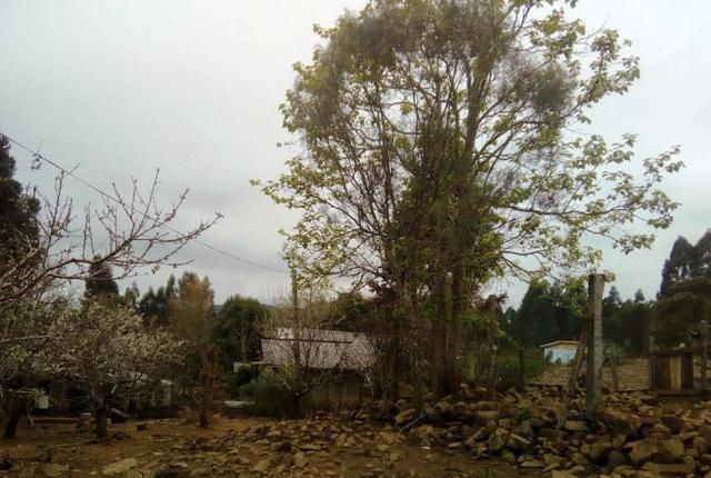 Sítio na Vila Rural (Queimadas) em Inácio Martins - Área: 5,044.09 m² - Foto 5