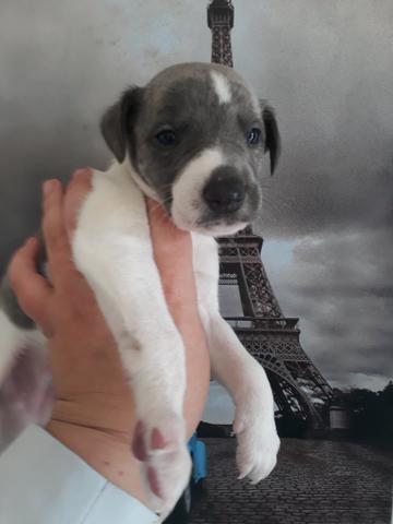 Maravilhosa fêmea whippet cinza azul e branca