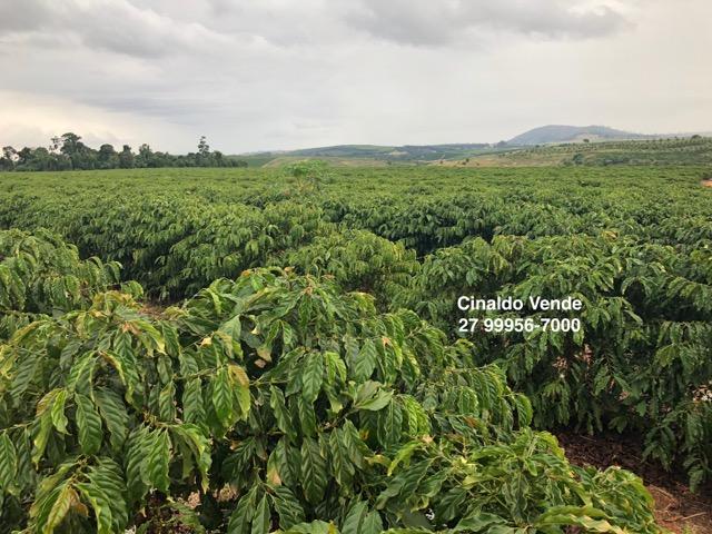 Fazenda com 35 alqueires (169,40 hectares) em São Mateus ES - Foto 3