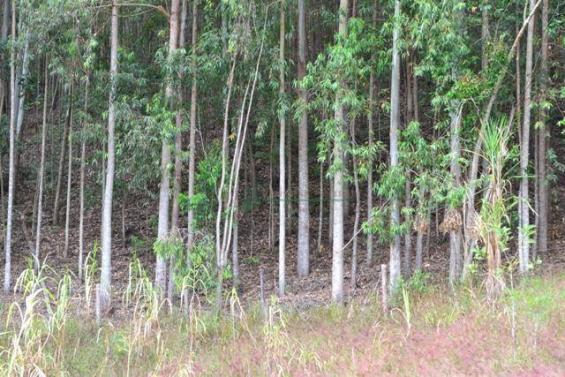 Terreno residencial à venda, Água Quente, Teresópolis. - Foto 5