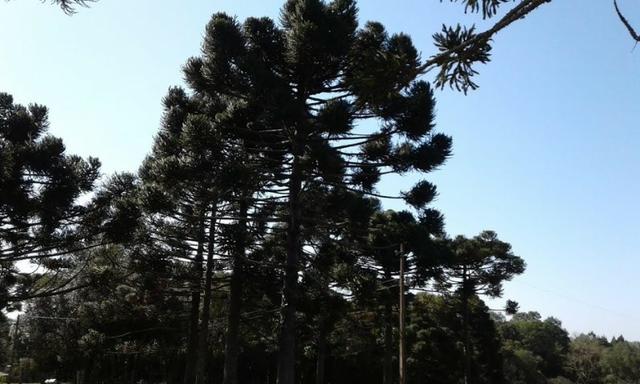 Ótim chácara geradora de rendimentos com 08 ha. - Foto 13