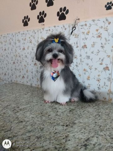 Banho e tosa. Pet & Embeleze. Tia Barbara - Foto 4
