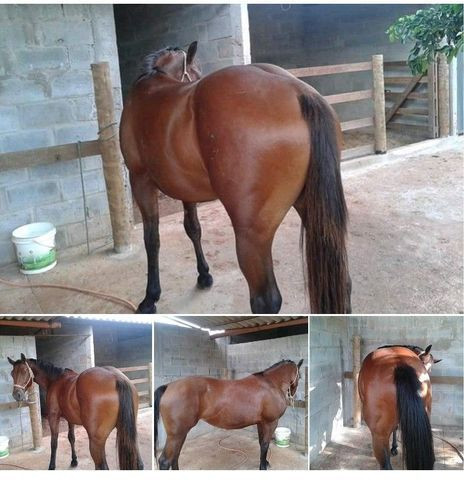 Vende-se égua quarto de milha - Foto 2