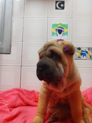 Oportunidade com Seguranca Sharpei Babys