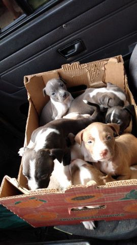 Lindos filhotes de Pit Bull 550 - Foto 3
