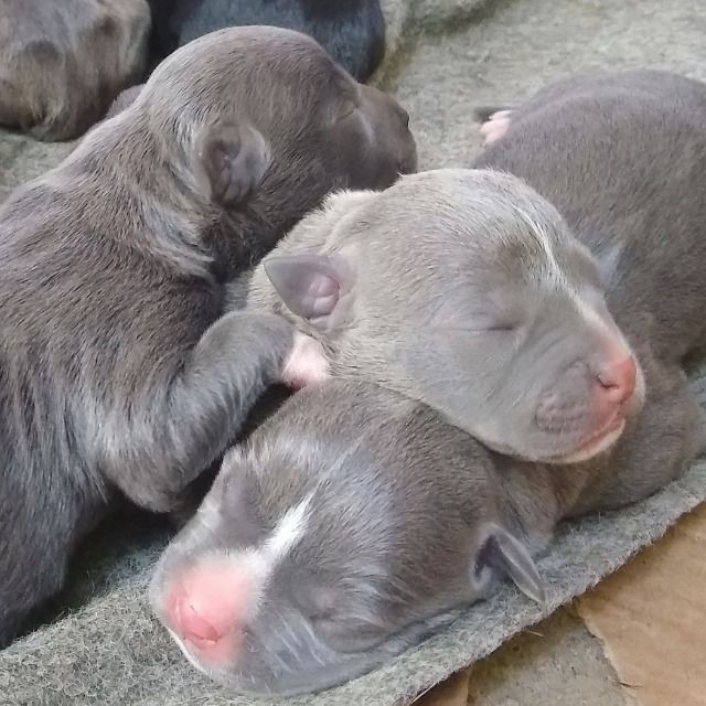 Vendo Filhotes de American Bully recém nascidos! - Foto 6