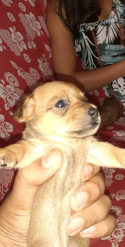Vendo um filhote de pinscher