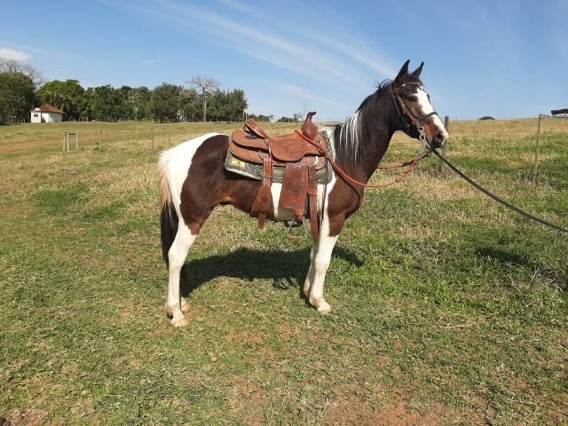 Cavalo pampa