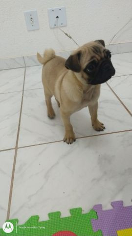 Vendo um cão da raça Pug com 3 meses de idade no particular - Foto 3