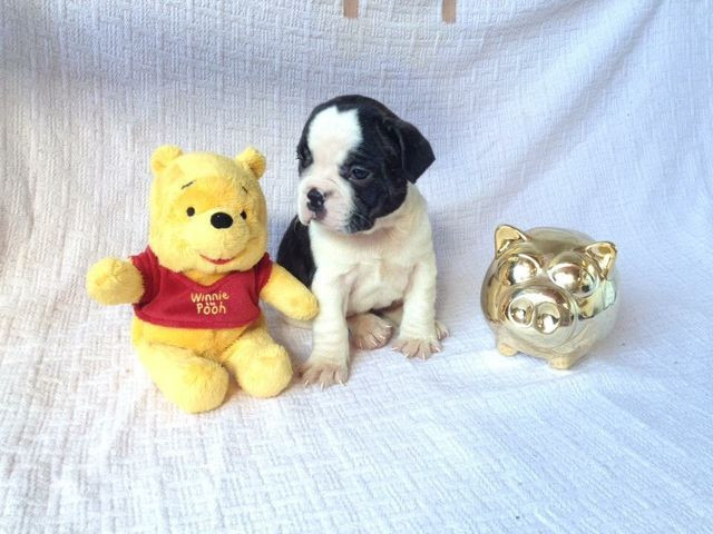 Com Um kit Especial de Presente Bulldog Frances Filhotes - Foto 3