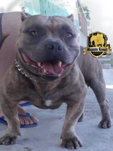 American bully micro - Foto 2