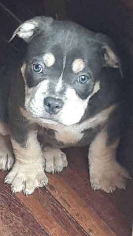 American Bully