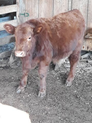 Tourinho Red Angus - Foto 5