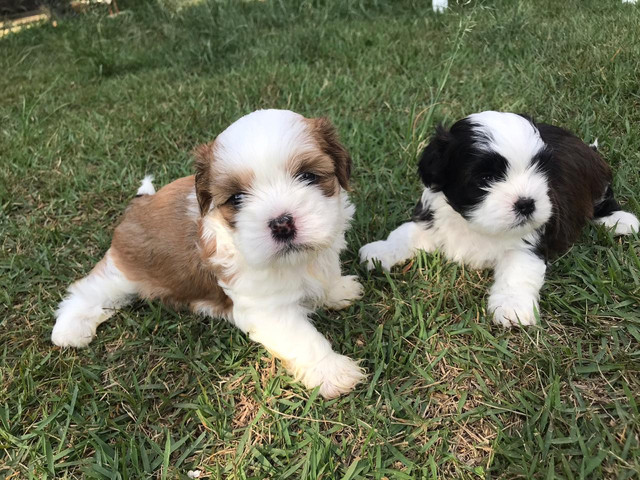pedigree lhasa apso