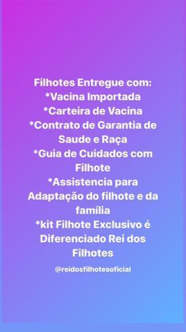 Oportunidade com Seguranca Sharpei Babys - Foto 5