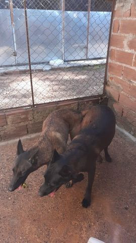 Pastor Belga de Malinois - Foto 6