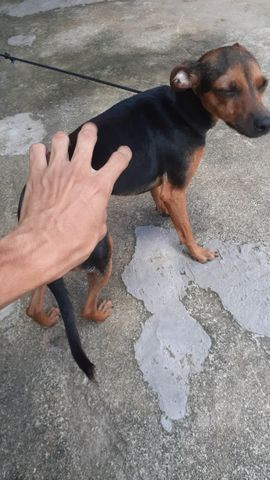 Pinscher Fêmea disponível para cruza