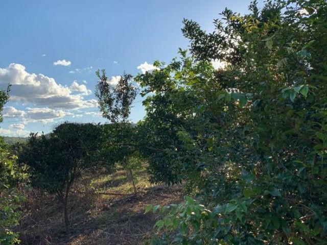 Vendo Fazenda 12 Alqueires, 55 Km de Palmas - Foto 8