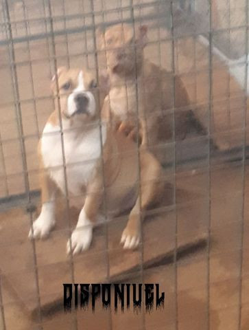 American Bully - Foto 4