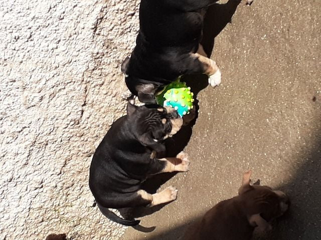 American Bully - Foto 4