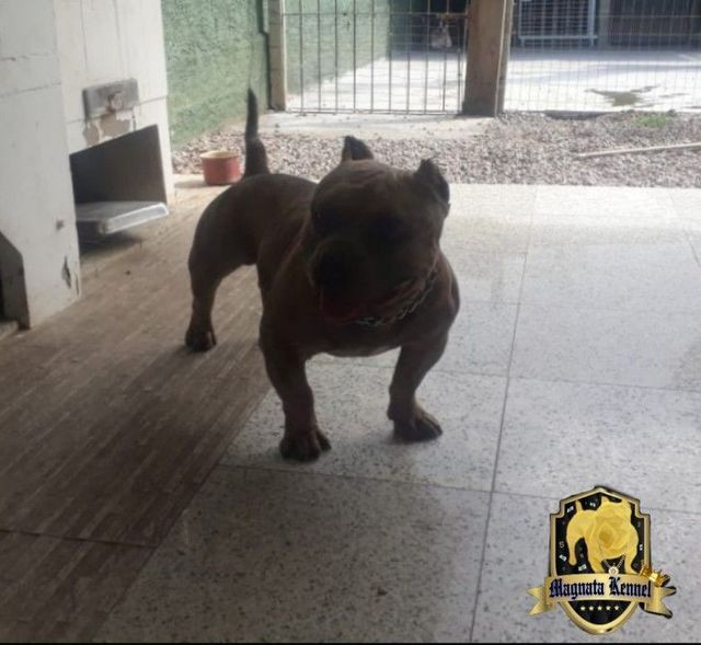 American bully micro - Foto 4