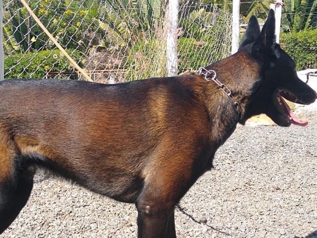 Pastor Belga de Malinois - Foto 3