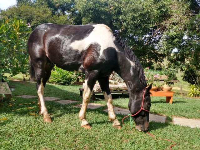 CAVALO PAINT HORSE (ACEITO TROCAS) - Foto 3