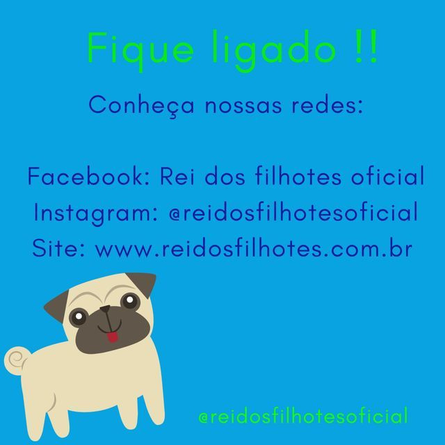 Oportunidade com Seguranca Yorkshire Babys - Foto 5