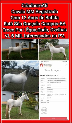 CriadouroAB Dispõe de Cavalos de Várias Raças