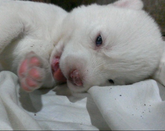 Husky Siberiano filhotes disponível.