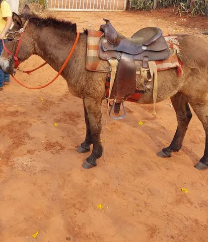 Jogo Burro  MercadoLivre 📦