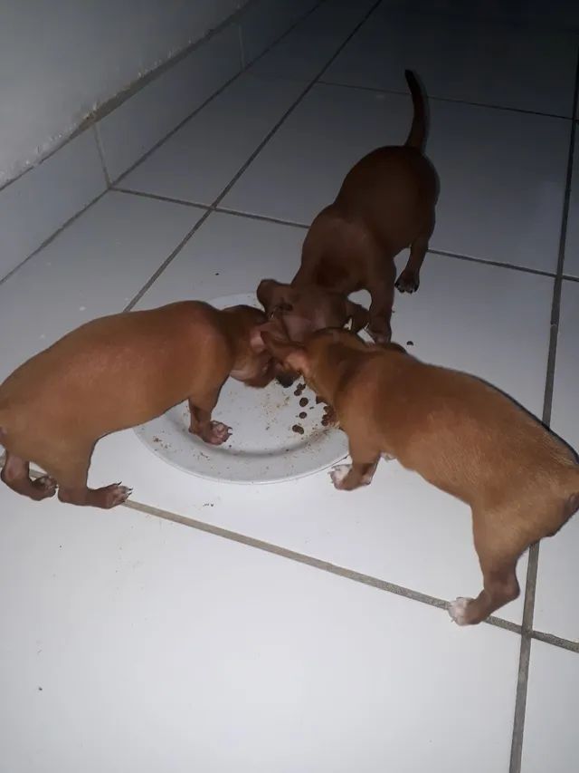 Lindos pincsher disponível já número um só  tenho  uma fêmea  - Foto 5