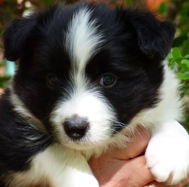 Border Collie filhotes disponíveis.