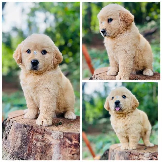 Golden retriever for sale sales olx