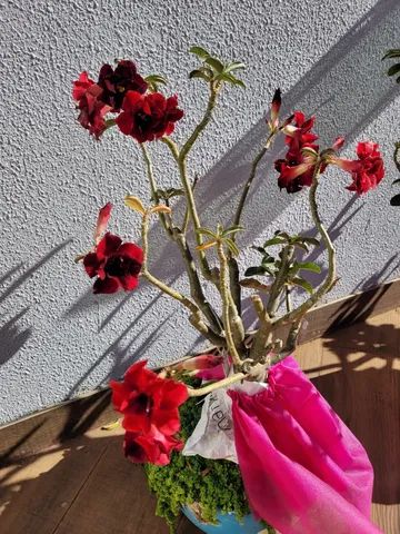 Rosas do Deserto em Promoção 1 de 5 anos, 3 de 7 anos Com Enxerto