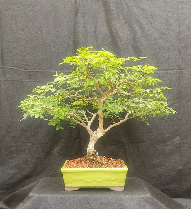 Bonsai e Pré-Bonsai