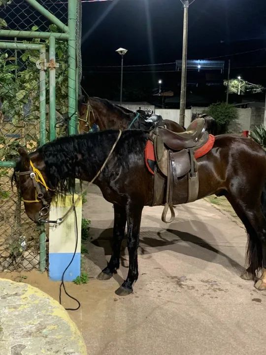 Cavalo Mangalarga - Foto 3