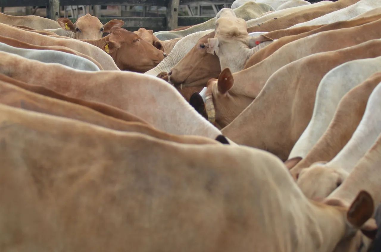 Vendo Gado Meio Sangue Senepol - Foto 6