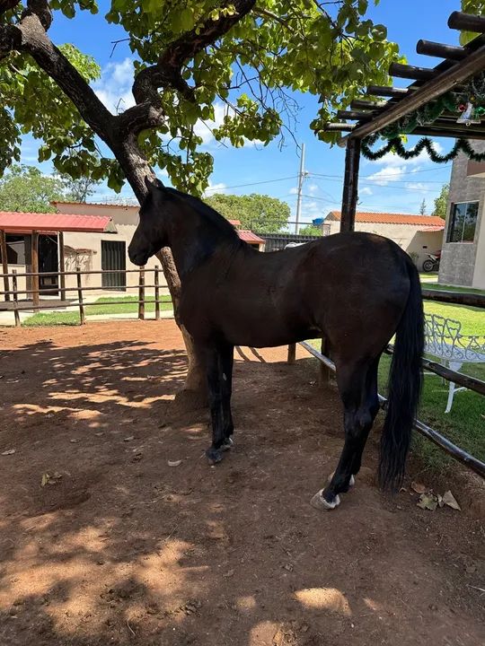 Cavalo preto manga larga - Foto 2