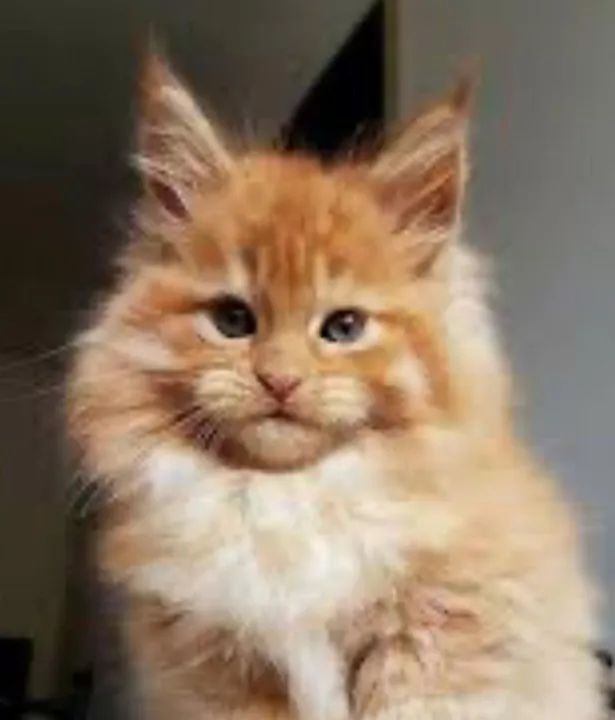 Maine Coon gatos filhotes _ gatil com registro 
