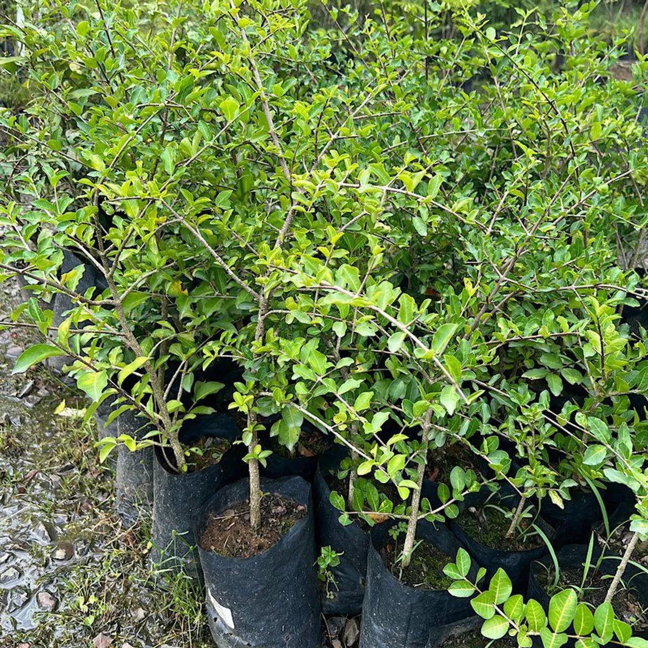 Mudas nativas reflorestamento ornamentais  - Foto 2