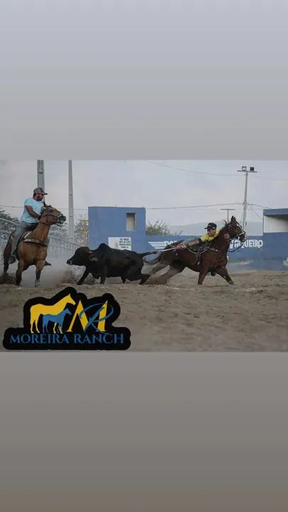 Cavalo de direita PO - Foto 6