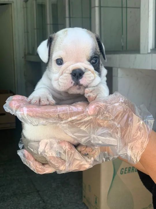 Bulldog Inglês de ninhada selecionada (padrão CBKC) - com contrato + vermifugo + vacina - Foto 2