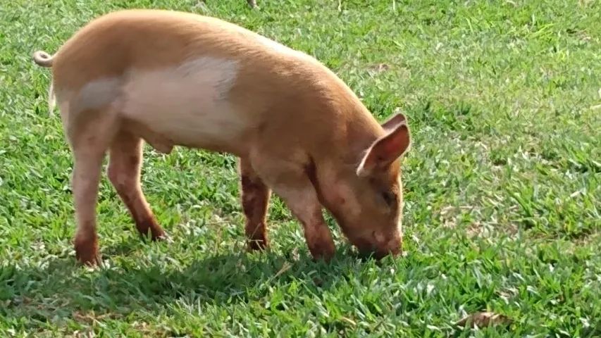 Leitão, Leitoa e porco caipira direto da roça - Foto 2
