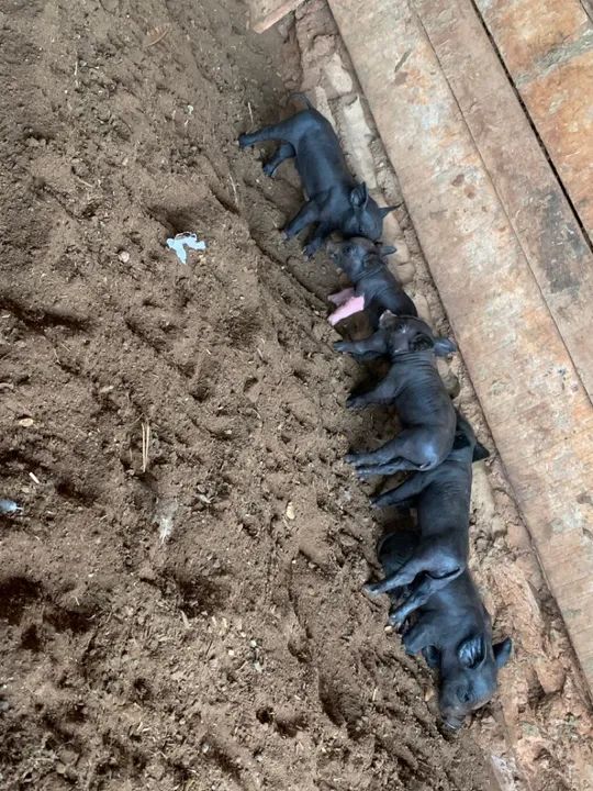 Marroa de primeira cria  - Foto 4