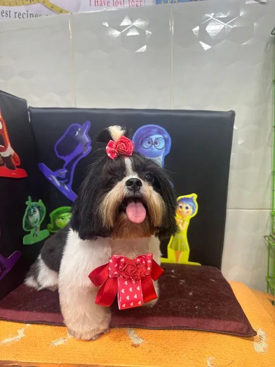 Banho e tosa ? - Foto 3