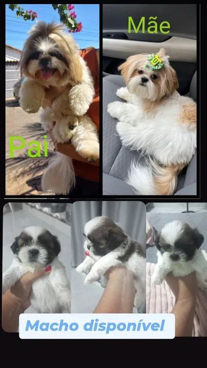 Filhote de Shitzu a venda.