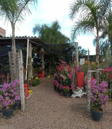 Plantas ornamentais Criciúma SC. - Foto 6