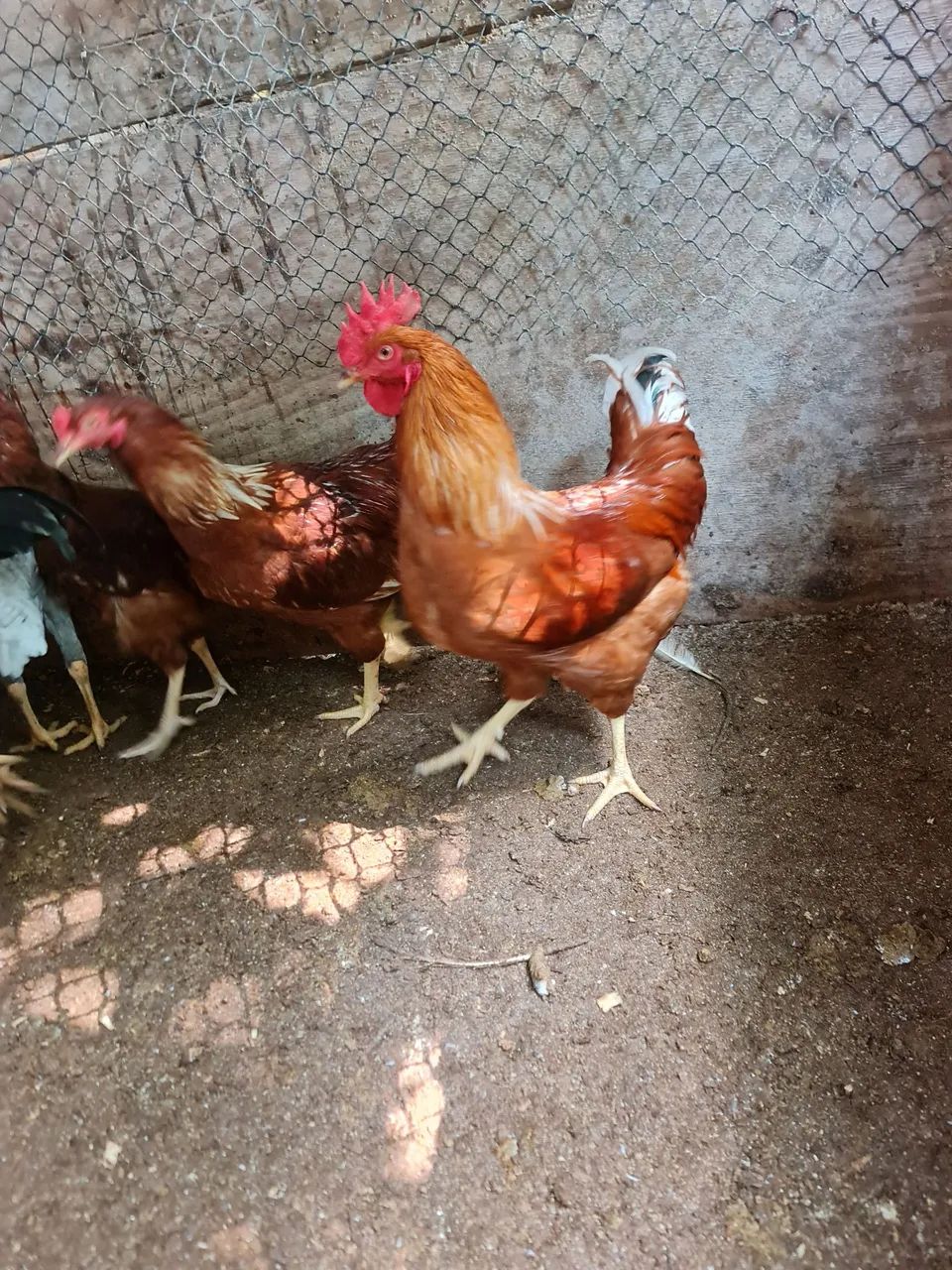 Galo rhodia ou Embrapa 51, 100.00. - Foto 3